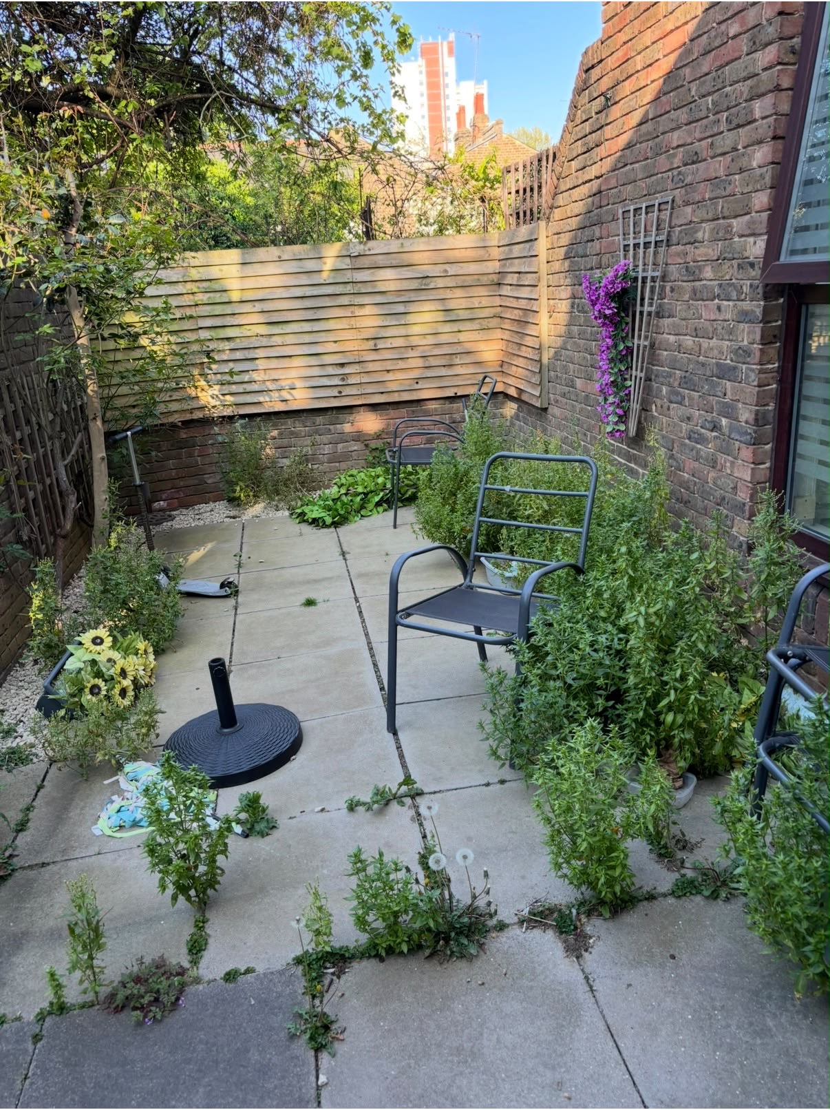 Overgrown garden patio with weeds between paving slabs before restoration work